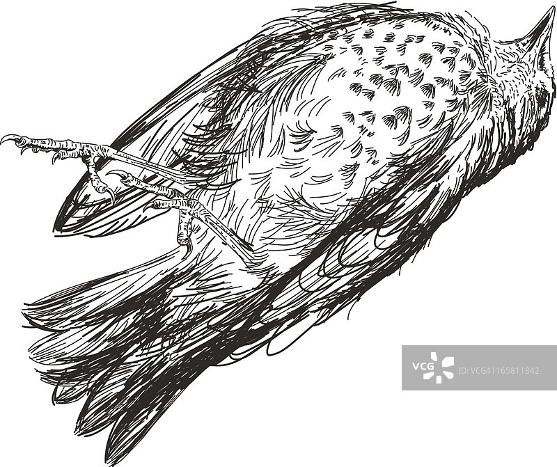 素描死麻雀图片素材