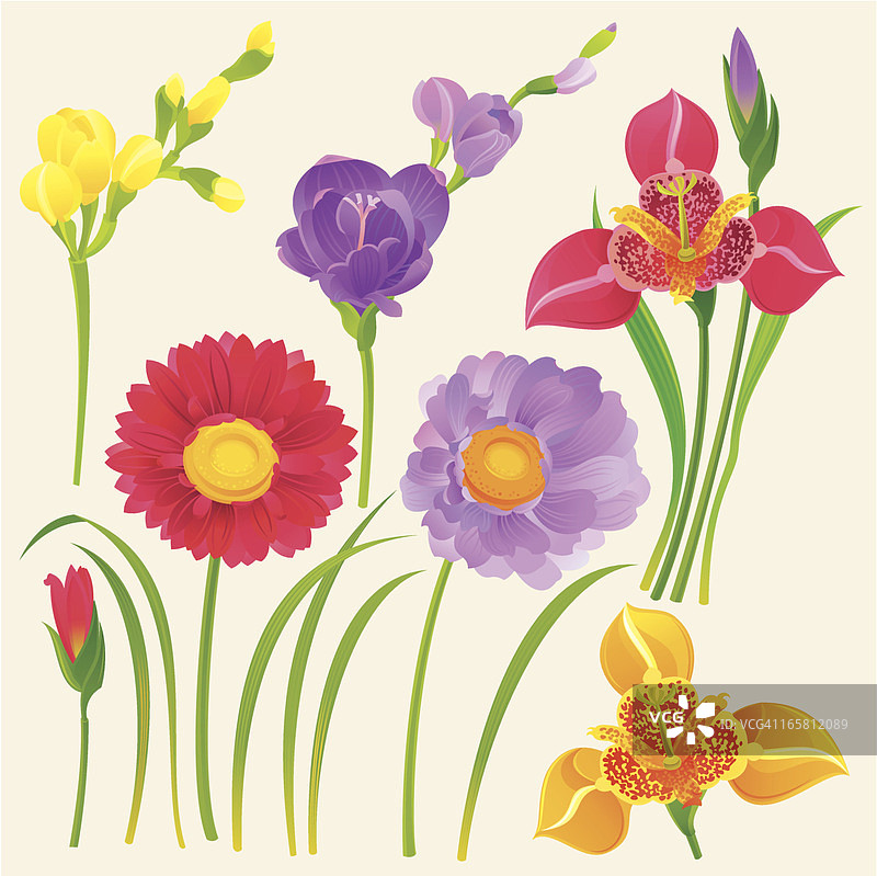 春季花卉（非洲菊、虎皮百合、小苍兰）素材图片素材