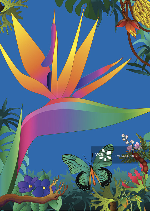 天堂鸟图片素材