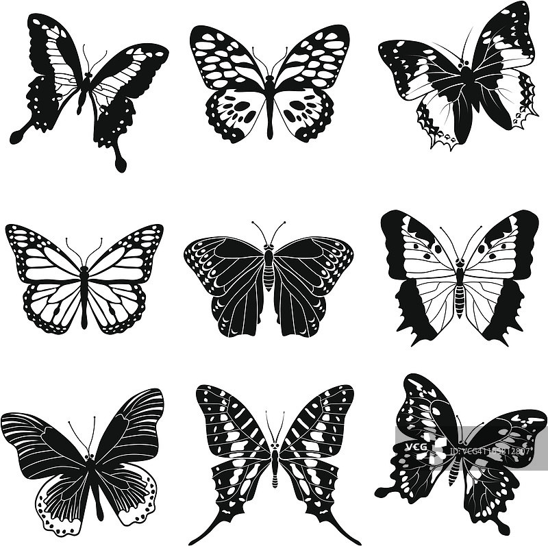 热带蝴蝶图片素材