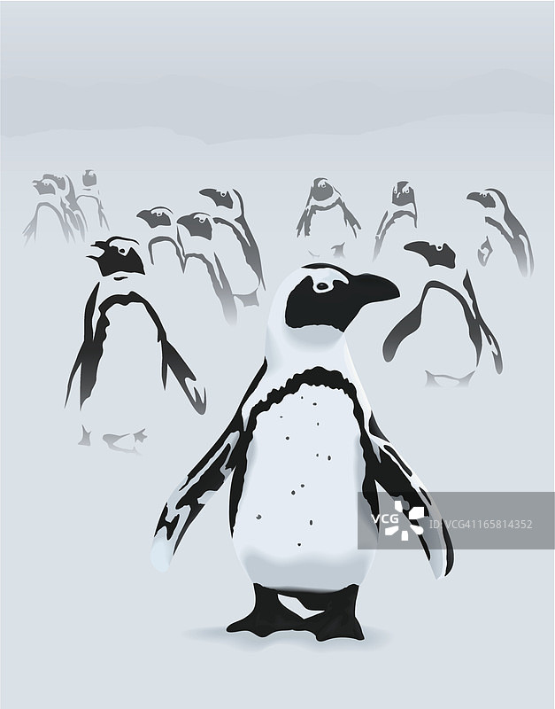 企鹅图片素材