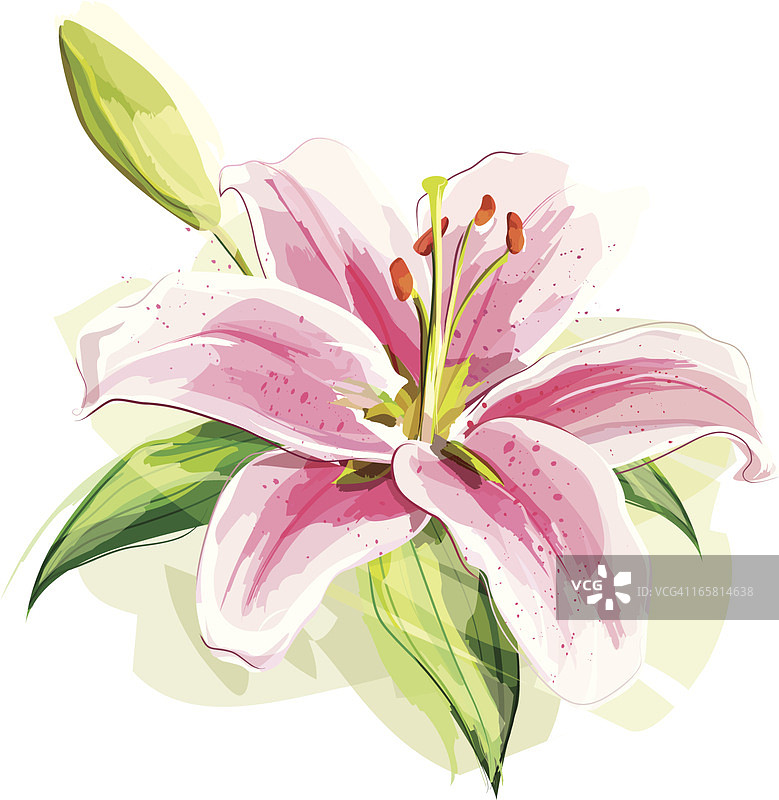 莉莉花图片素材