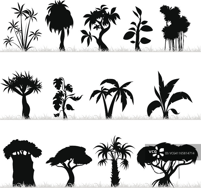 热带树木图片素材