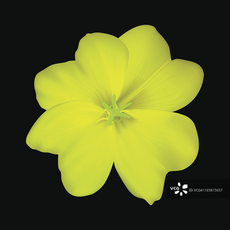 月见草矢量插画图片素材