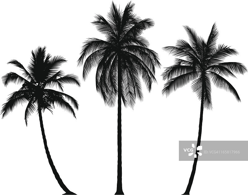 极其精细的棕榈树图片素材