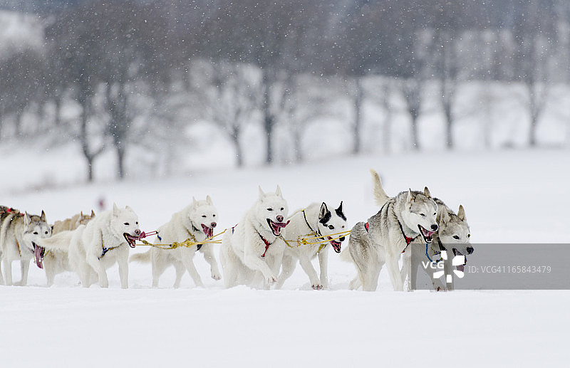 在雪地里奔跑的哈士奇雪橇犬图片素材