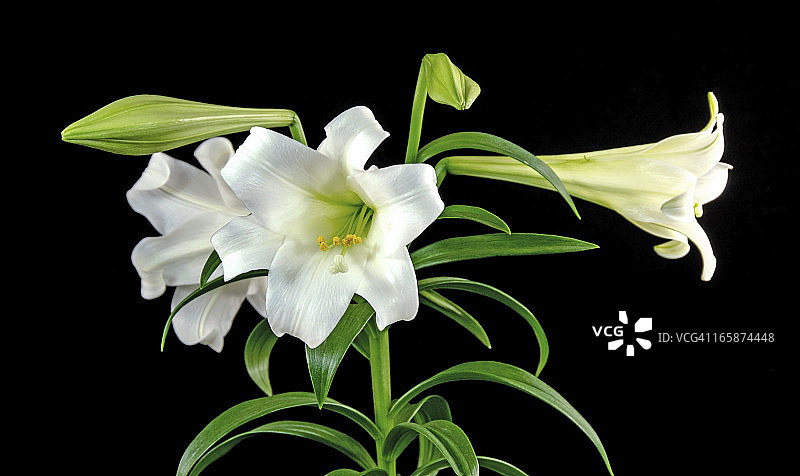 黑色背景上的复活节百合图片素材