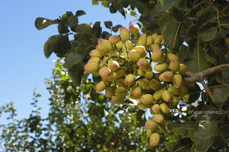 树上成熟的开心果特写图片素材