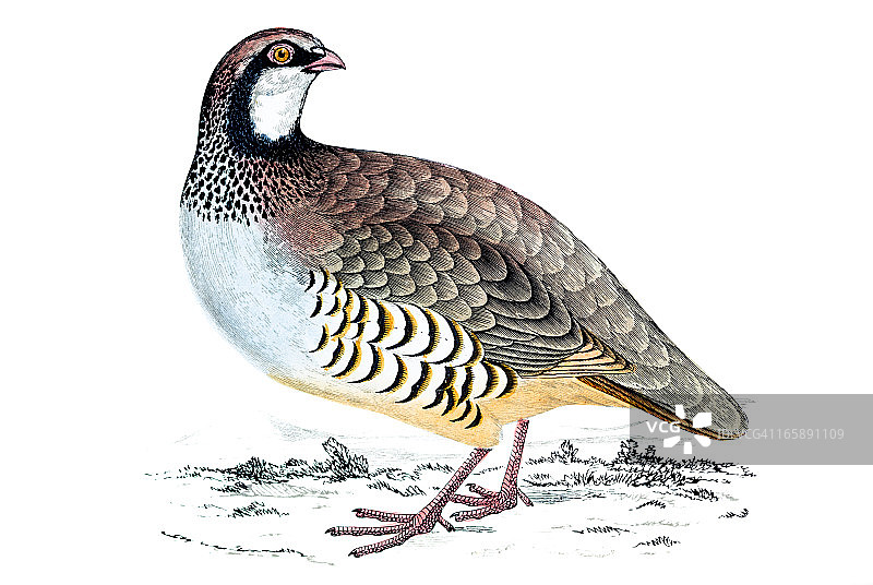红腿山鹑-手工着色雕刻图片素材