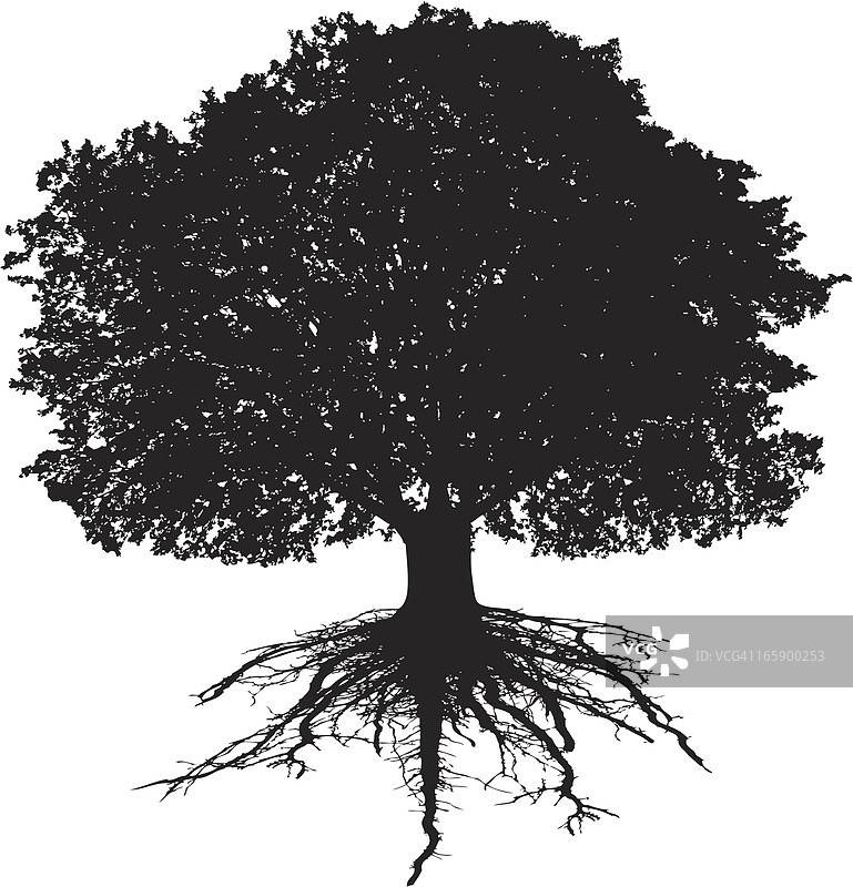 树与树根图片素材