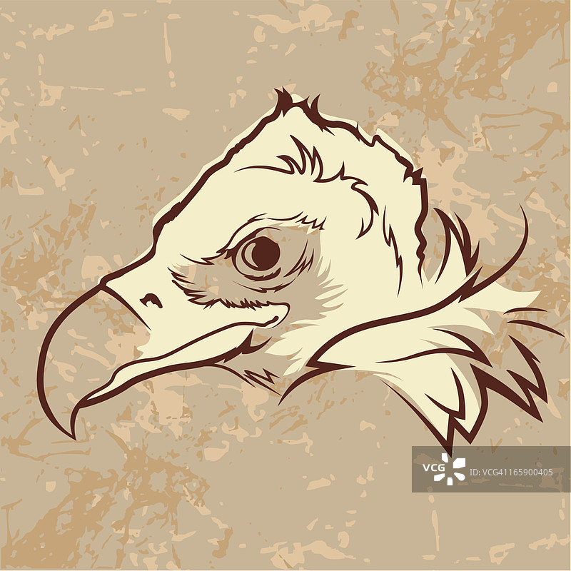 黑秃鹰图片素材