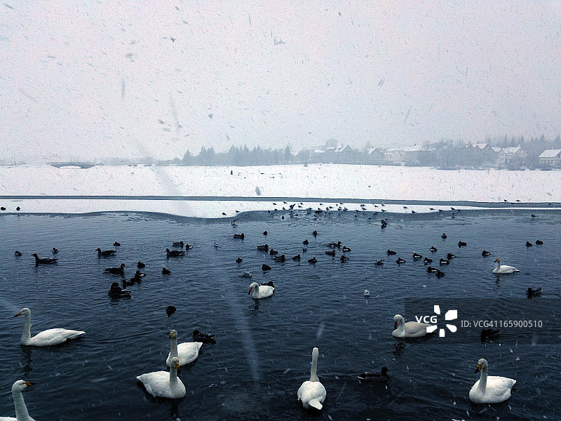 在Tj6rnin池塘的天鹅图片素材