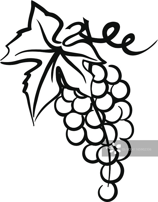 带叶子藤蔓的葡萄简笔画图片素材