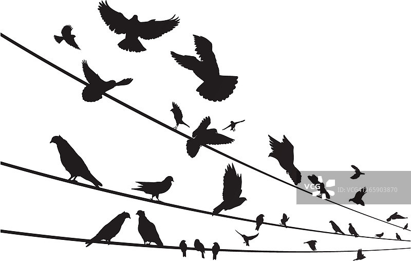 电线上的鸟类图片素材