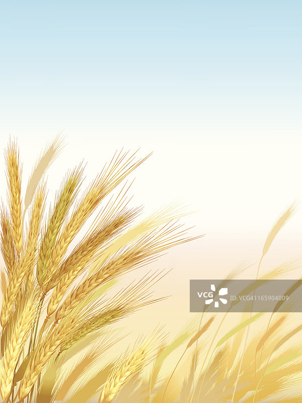 风中的黑麦图片素材