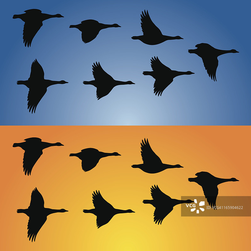 飞行中的加拿大雁图片素材