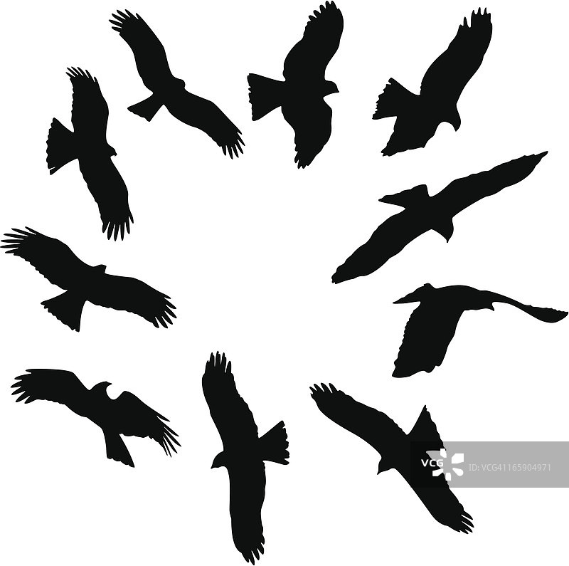 老鹰轮廓图片素材