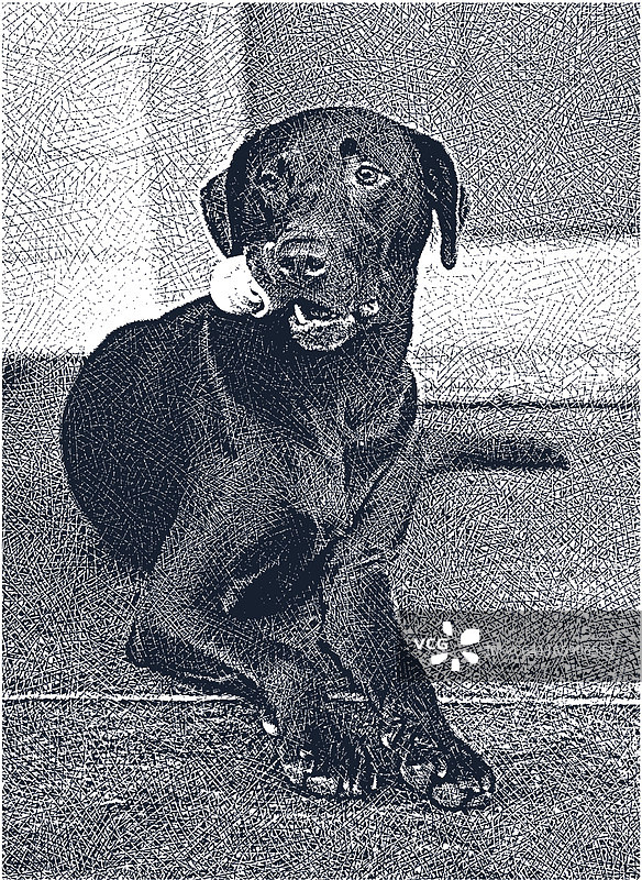 拉布拉多犬啃骨头图片素材