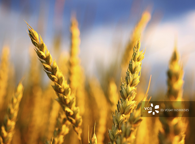 特写：田野中的小麦图片素材