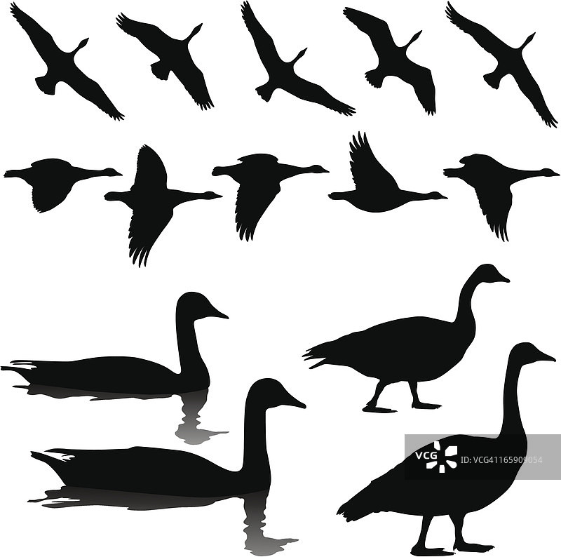 飞行、站立和游泳的加拿大雁图片素材