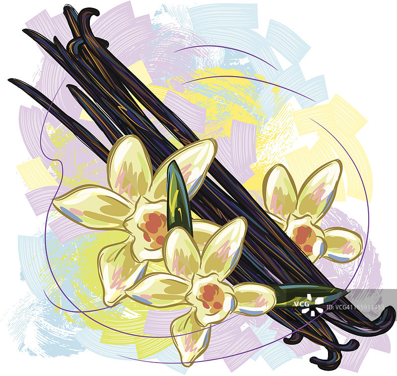 香草豆和花图片素材