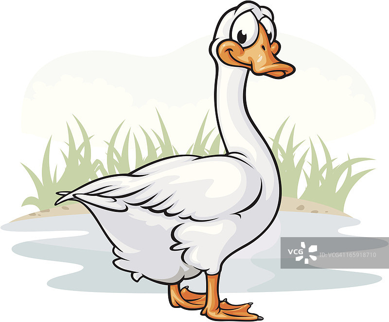 白色鹅图片素材