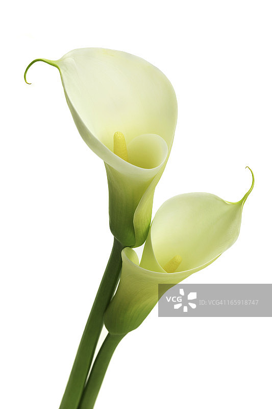 白色马蹄莲图片素材