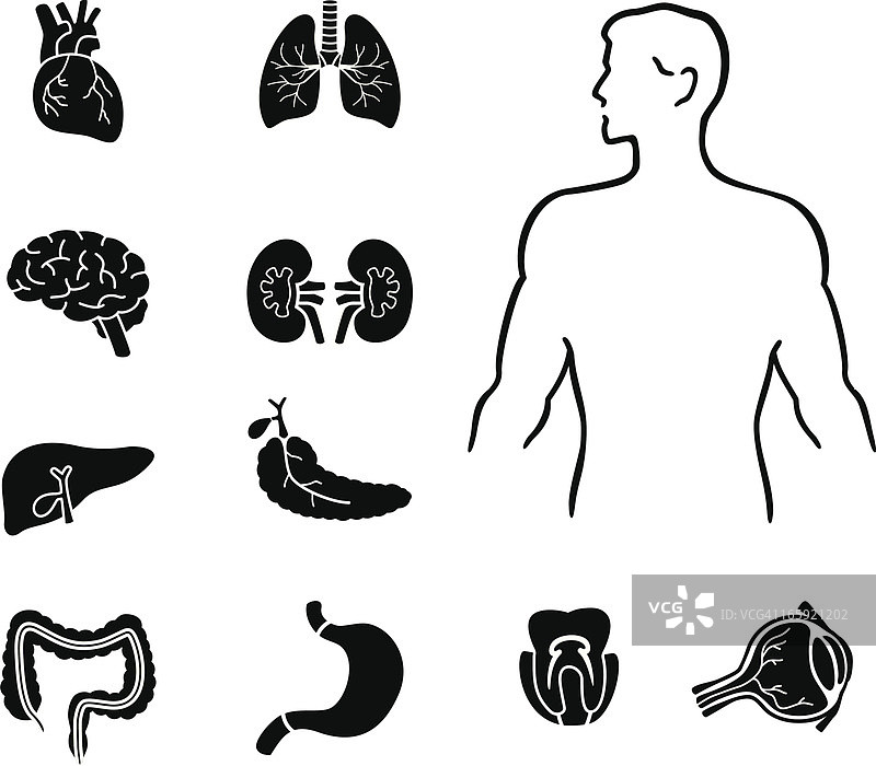 人体与器官图片素材