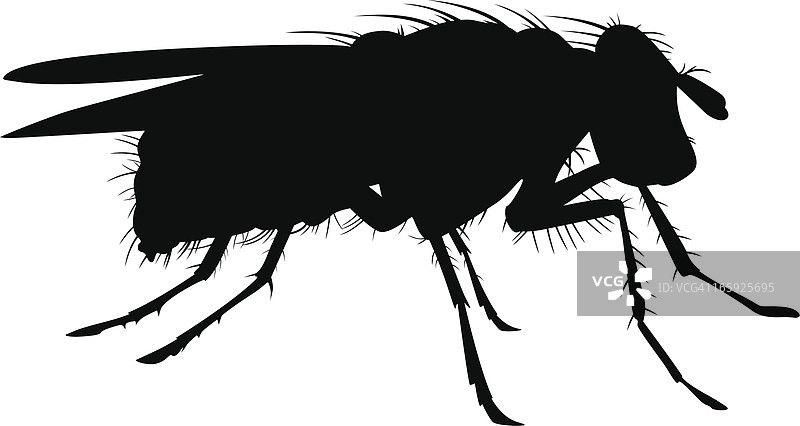 苍蝇矢量图图片素材