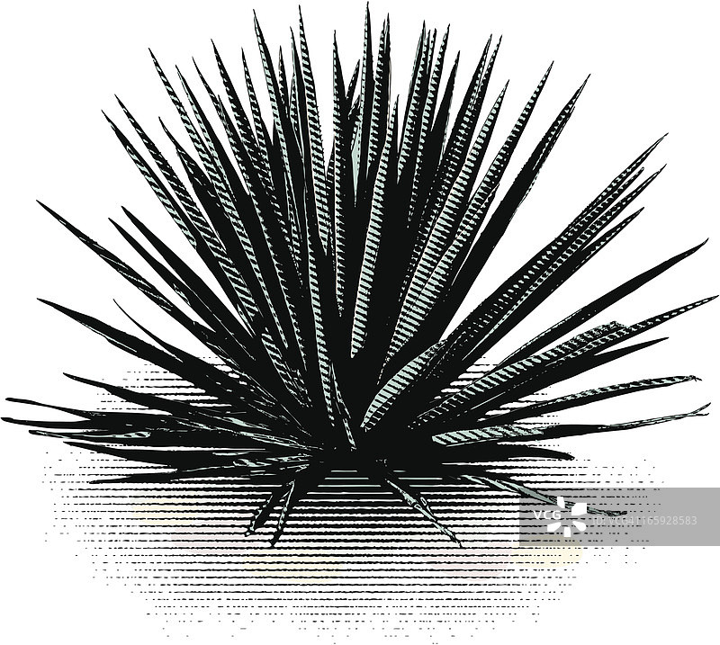 白色背景上的蓝色龙舌兰图片素材