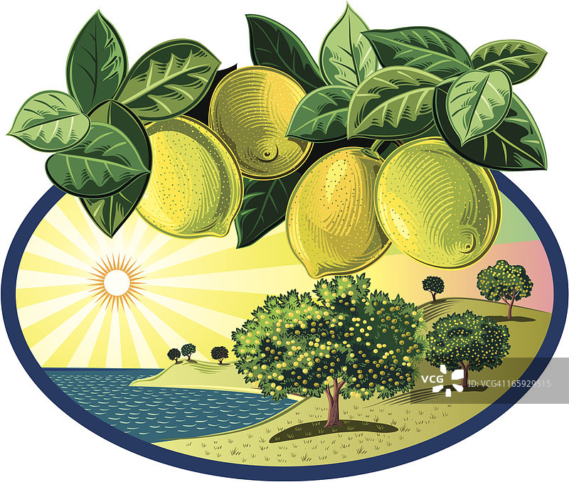 椭圆形框架中的柑橘园图片素材