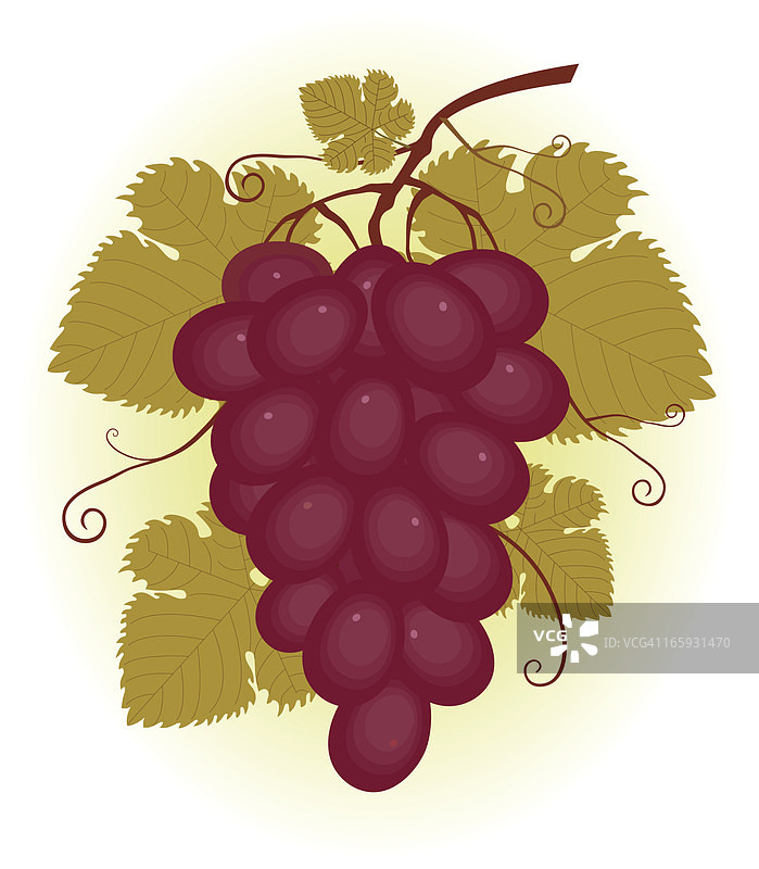 一束红葡萄图片素材