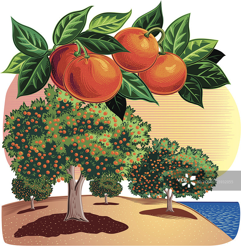 柑橘园图片素材