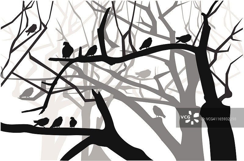 自然风光中的鸟类图片素材