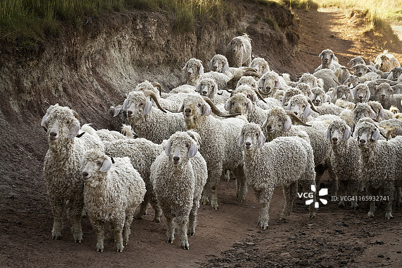前往畜栏的安哥拉山羊和绵羊图片素材
