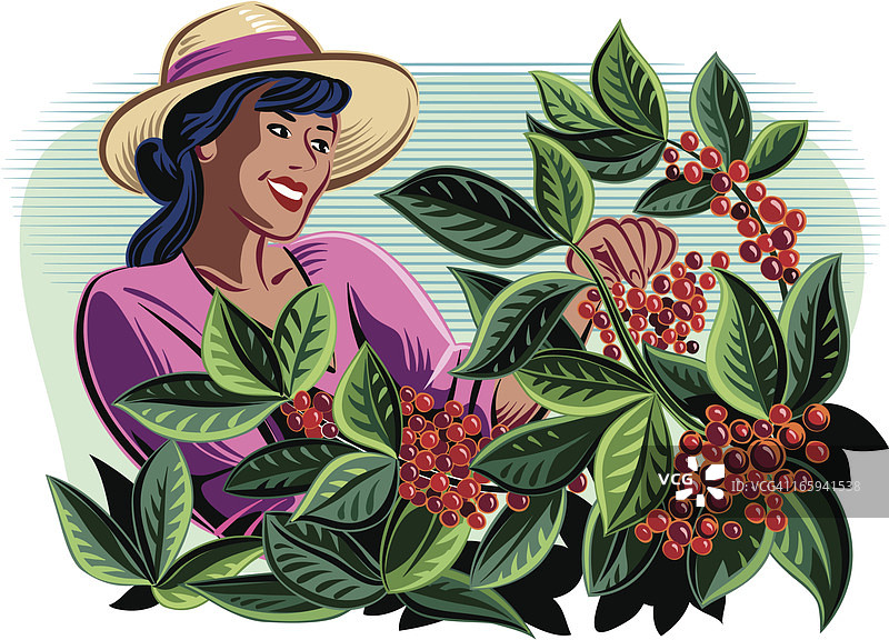 采摘咖啡豆的人图片素材