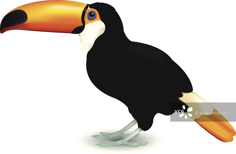 巨嘴鸟图片素材