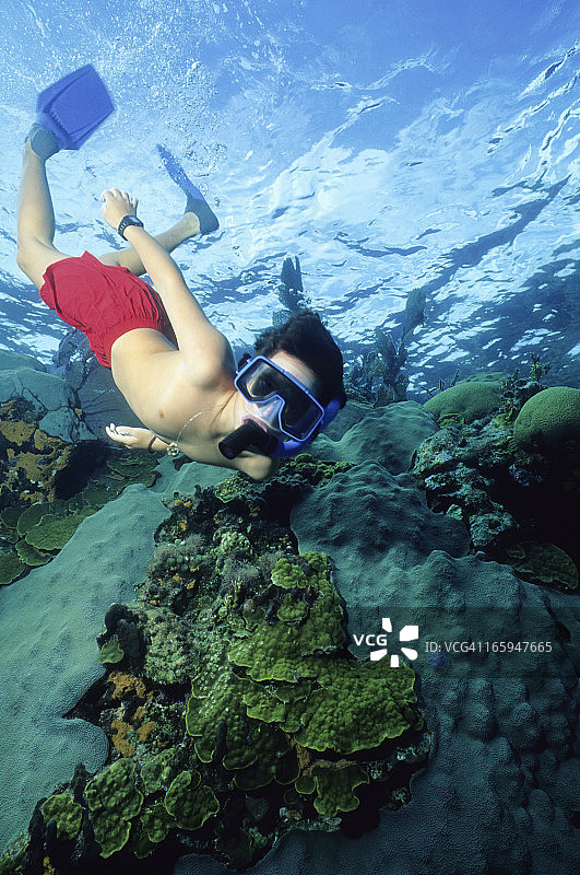 年轻的珊瑚礁探险者图片素材