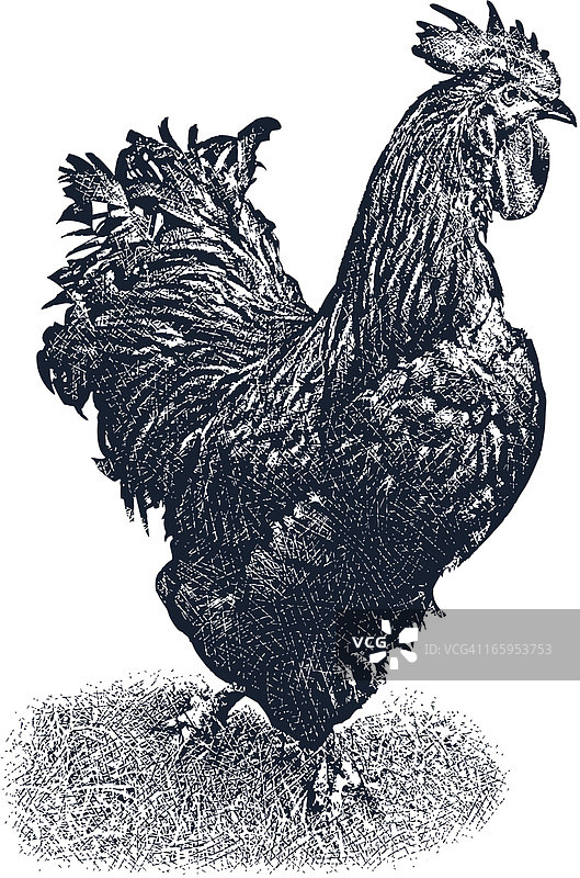 公鸡设计元素图片素材