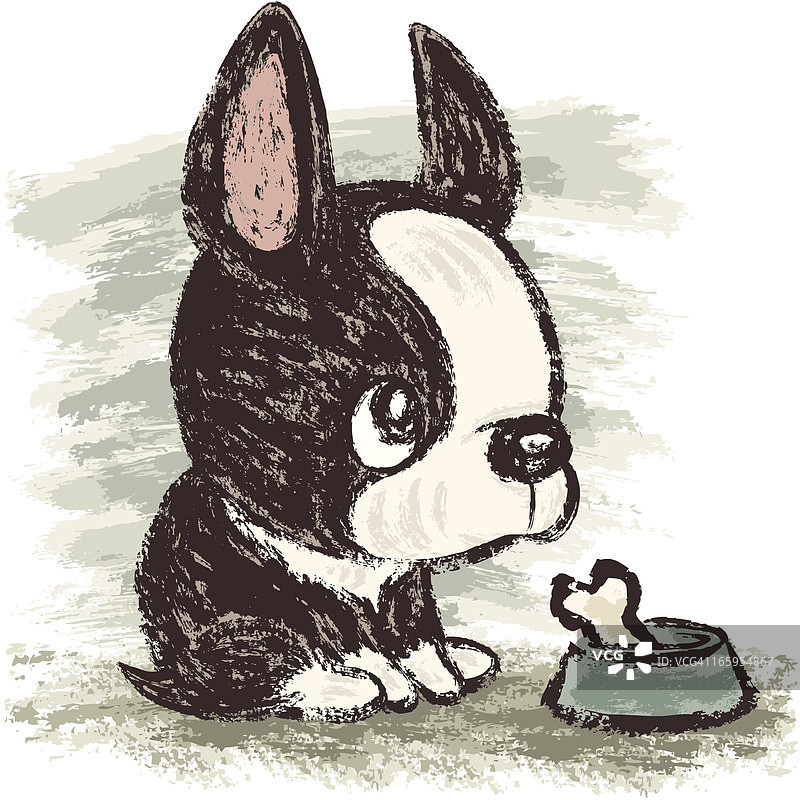 波士顿梗犬与食物图片素材