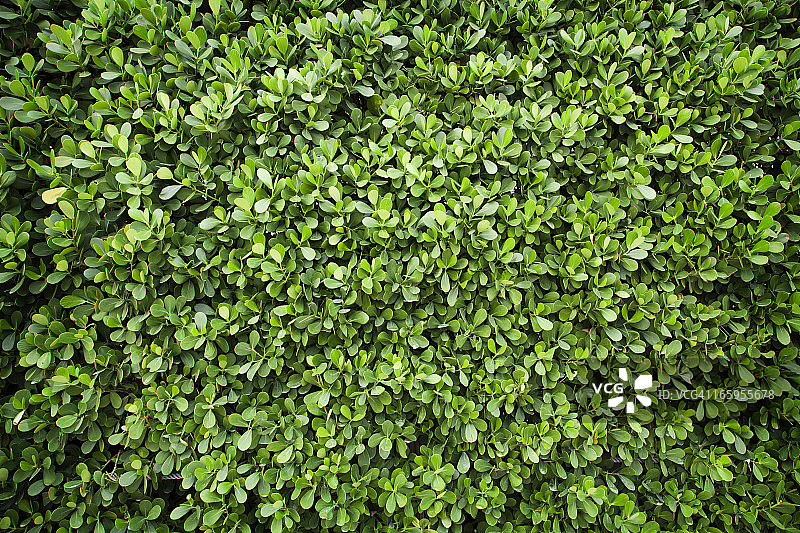 植物背景图片素材