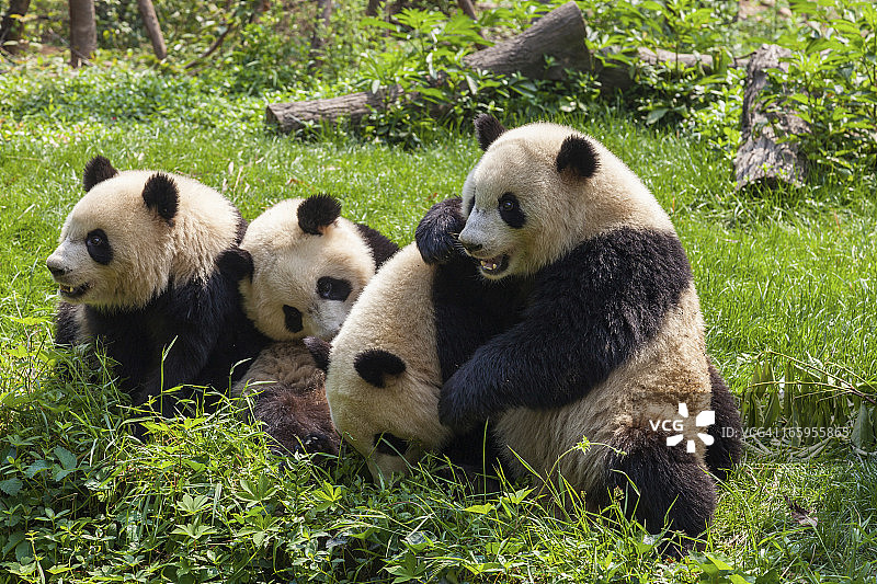 中国四川省成都市，大熊猫一起玩耍图片素材