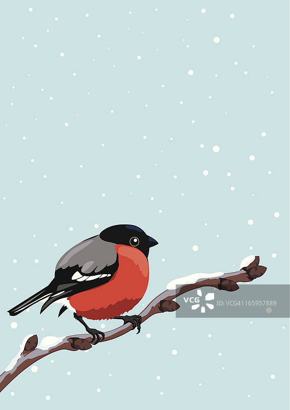 红腹灰雀图片素材