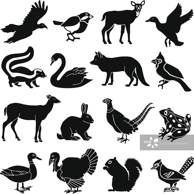 北美洲动物图片素材