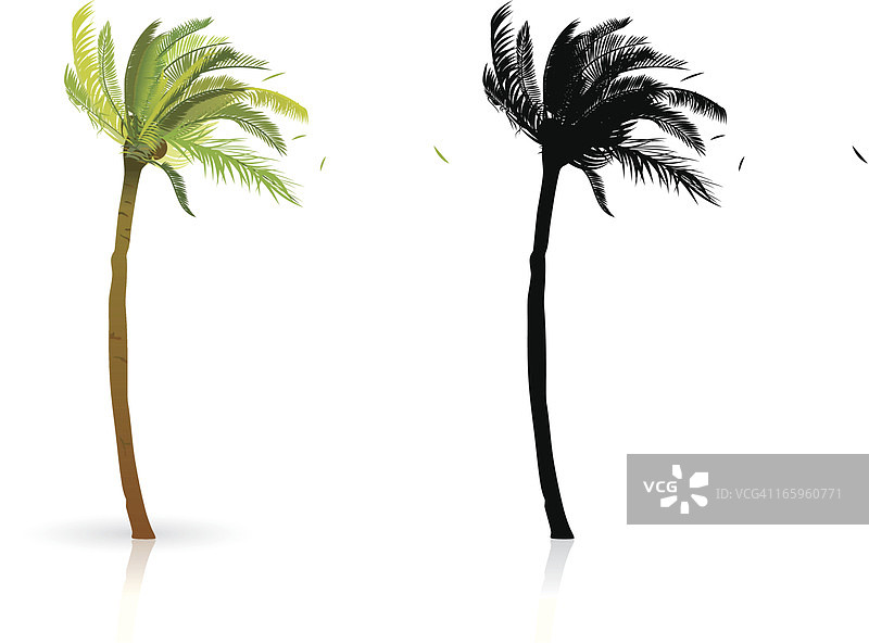 棕榈树细节图图片素材