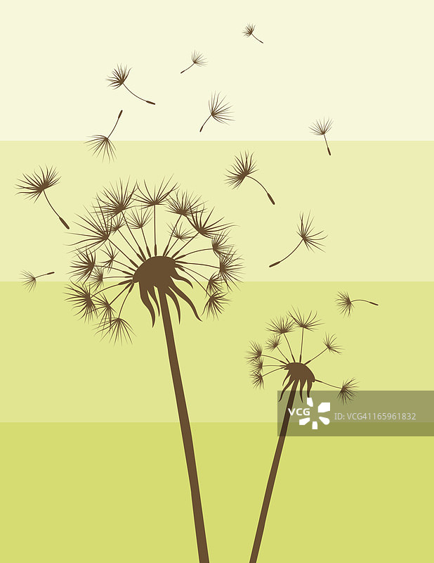 蒲公英图片素材