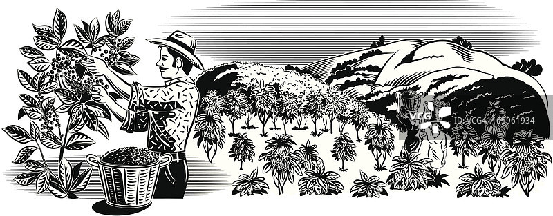 咖啡种植园里的采摘工图片素材