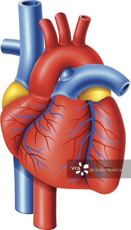 人类的心脏图片素材