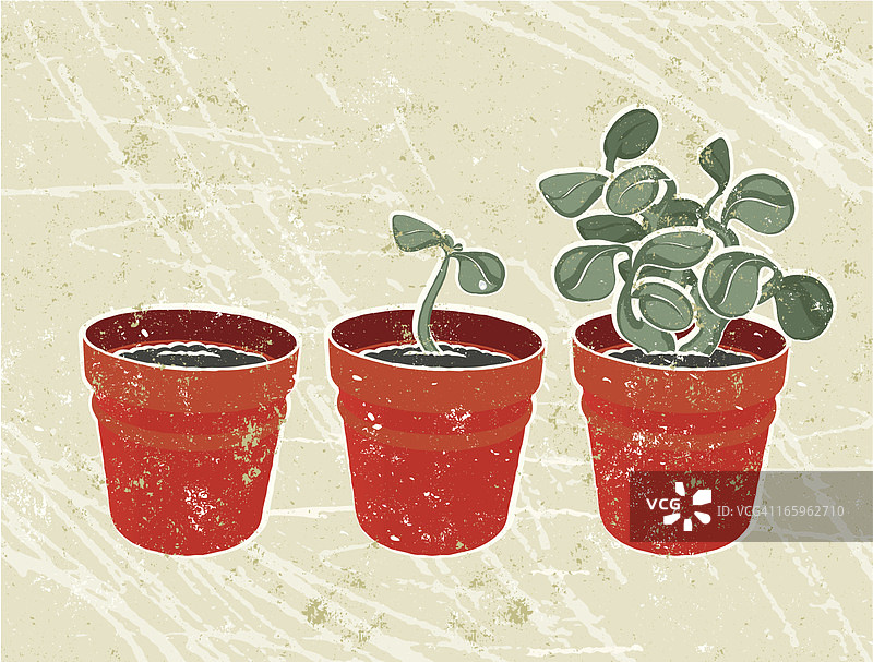 三盆植物 - 生长图片素材