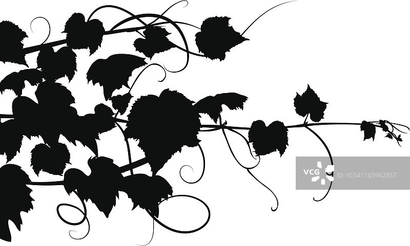 葡萄藤剪影矢量插画图片素材